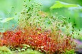 Colorful moss spores in forest