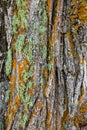 Colorful moss on a tree