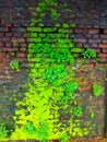 Colorful moss on wet bricks