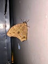 Colorful Moth in India Royalty Free Stock Photo