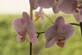 Colorful moth orchids in flower