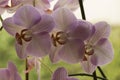 Colorful moth orchids in flower