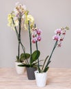 Colorful Moth orchids, Phalaenopsis Royalty Free Stock Photo