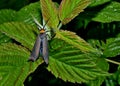 Colorful moth resting on leaf