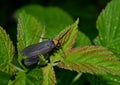 Colorful moth resting on leaf