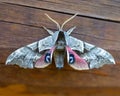 Colorful moth Royalty Free Stock Photo