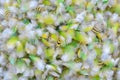 Colorful motley parrot feathers. Background of little feathers of bird Royalty Free Stock Photo