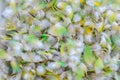 Colorful motley parrot feathers. Background of little feathers of bird Royalty Free Stock Photo