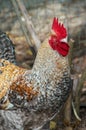 Colorful mottled maran rooster chicken Royalty Free Stock Photo