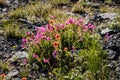 Colorful Mountain Flowers in Sierra Nevadas, California Royalty Free Stock Photo