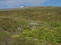 Colorful mountain Sanjartjakka with Beautiful wild Lapland nature landscape with green bushes and lush fern. Blue sky background