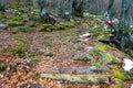 Mountain trail covered with leaves, snow and rocks with green moss