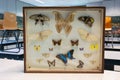 Collection of mounted butterflies Royalty Free Stock Photo