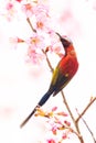 Colorful Mrs. GouldÃ¢â¬â¢s Sunbird on blooming wild himalayan cherry