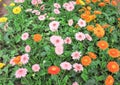 Colorful multicolored barberton daisy or gerbera flowers group blooming in garden , ornamental nature background