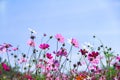 Colorful multicolored cosmos flowers blooming with reflection from the sun in garden on vivid blue sky background Royalty Free Stock Photo