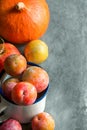 Colorful multicolored freshly picked plums Mirabelles red yellow green in enamel mug. Apples pumpkin black grey stone background