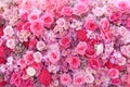 Colorful multicolored ornamental of beautiful pink roses blooming patterns group with daisy and carnation texture on wall for