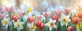 Colorful multicolored row of growing spring flowers of daffodils and tulips Royalty Free Stock Photo