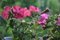 Colorful multiflora petunias