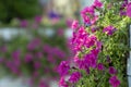 Colorful multiflora petunias in an wooden planter window box