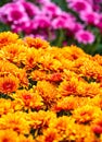 Mum or Chrysanthemum flowers for sale in autumn Royalty Free Stock Photo