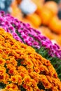 Colorful Mum or Chrysanthemum flowers for sale Royalty Free Stock Photo