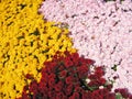 Colorful Mums Royalty Free Stock Photo