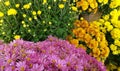 Colorful Mums Royalty Free Stock Photo