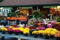 Mums at an Autumn Farmstand