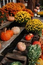 Colorful Mums at a Fall Farmers Market Royalty Free Stock Photo