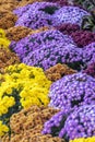 Colorful mums plants arranged like flower bed. Royalty Free Stock Photo