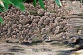 A colorful mushroom colony growing on flat wooden surface - trametes versicolor - turkey tail