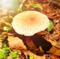 A colorful mushroom growing in the sun