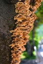 Colorful mushroom on tree bark closeup no people