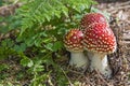 Three toadstools on the edge of the forest