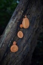 Colorful mushroom in tropical forest, pink burn cup