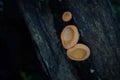 Colorful mushroom in tropical forest, pink burn cup