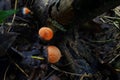 Colorful mushroom in tropical forest, pink burn cup