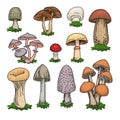 Colorful mushrooms set