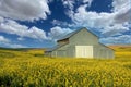 Mustard Crop Bloom in the Palouse Washington Farm Area