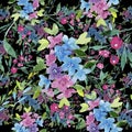 Colorful myosotis. Floral botanical flower.Seamless background pattern.