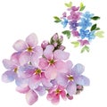 Colorful myosotis. Floral botanical flower. Wild spring leaf wildflower isolated.