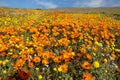 Colorful Namaqualand daisies, Northern Cape, South Africa Royalty Free Stock Photo