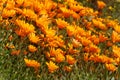 Colorful Namaqualand daisies, Northern Cape, South Africa Royalty Free Stock Photo