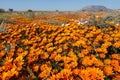 Colorful blooming Namaqualand daisies, Northern Cape, South Africa Royalty Free Stock Photo