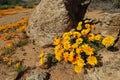 Colorful Namaqualand daisies - South Africa Royalty Free Stock Photo