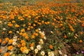 Colorful Namaqualand daisies - South Africa Royalty Free Stock Photo