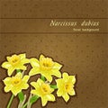Colorful narcissus