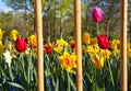 Colorful narcissus and tulips Royalty Free Stock Photo